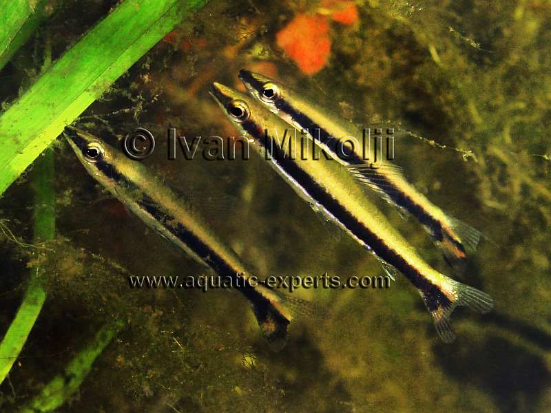 Nannostomus unifasciatus